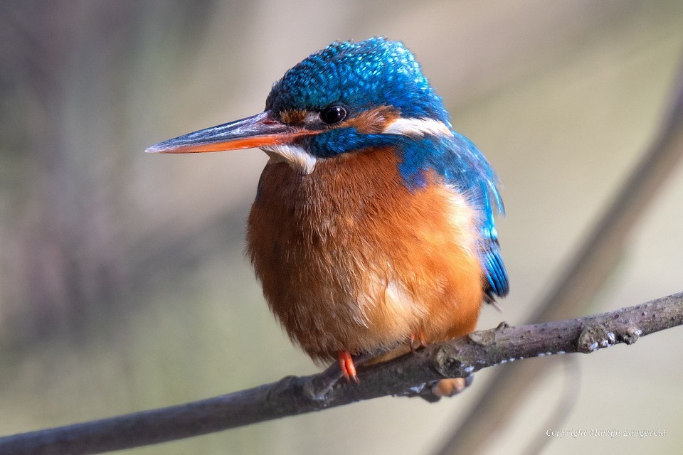 IJsvogel 16 maart 2026 Vondelpark