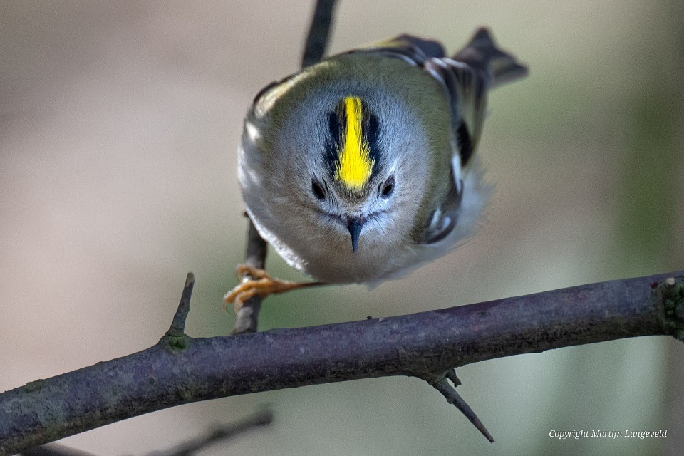 Goudhaan 16 maart 2026 Vondelpark