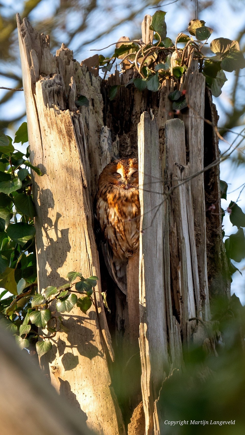 Bosuil Vliegenbos, met dank aan Rietje(!)