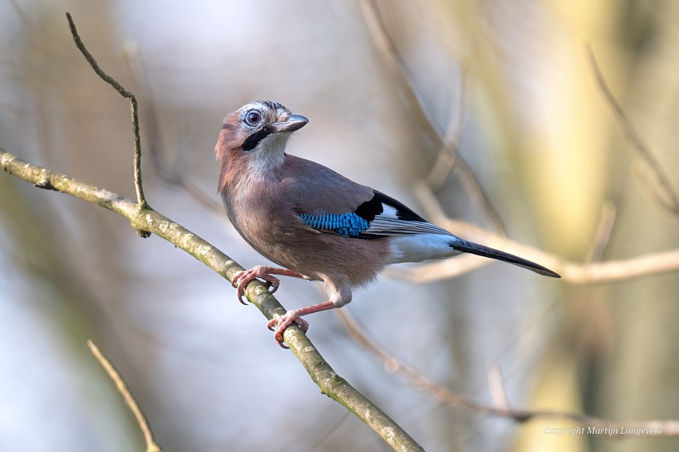 Gaai 4 maart 2026 Vliegenbos