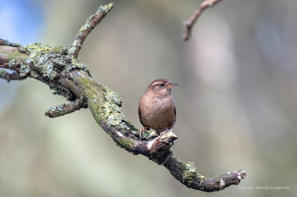 Winterkoning 8 maart 2026 Frankendael