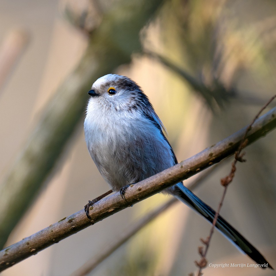Staartmees 15 maart 2026 Tuinen van West