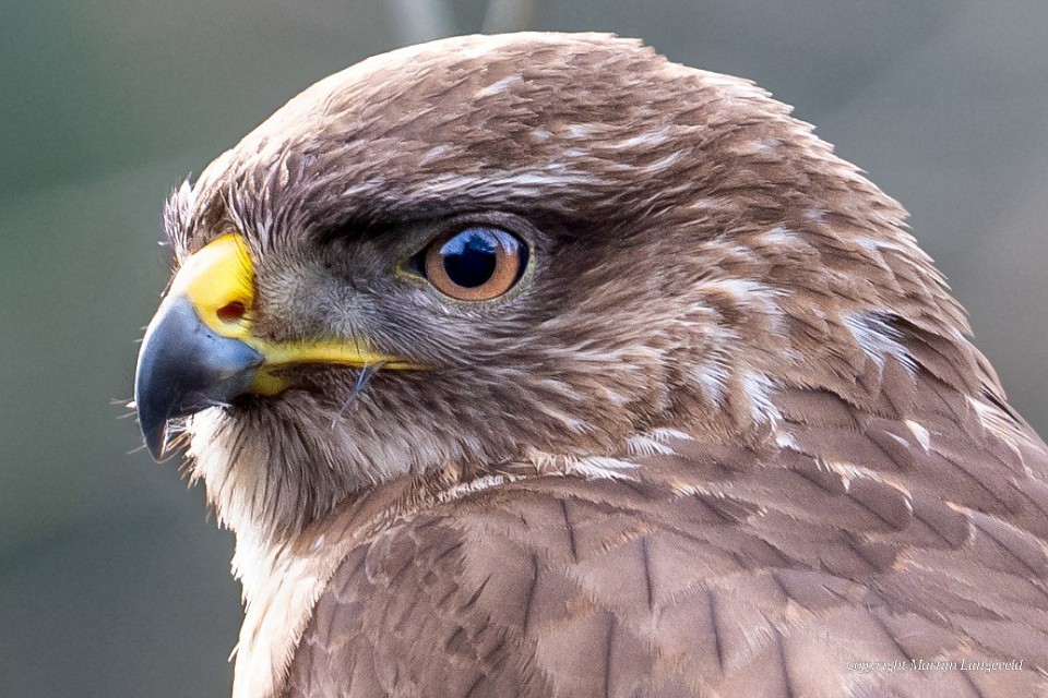 Buizerd Frankendael