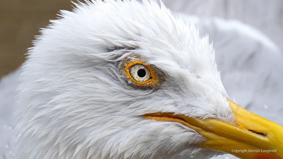 Zilvermeeuw Amsterdam Centrum