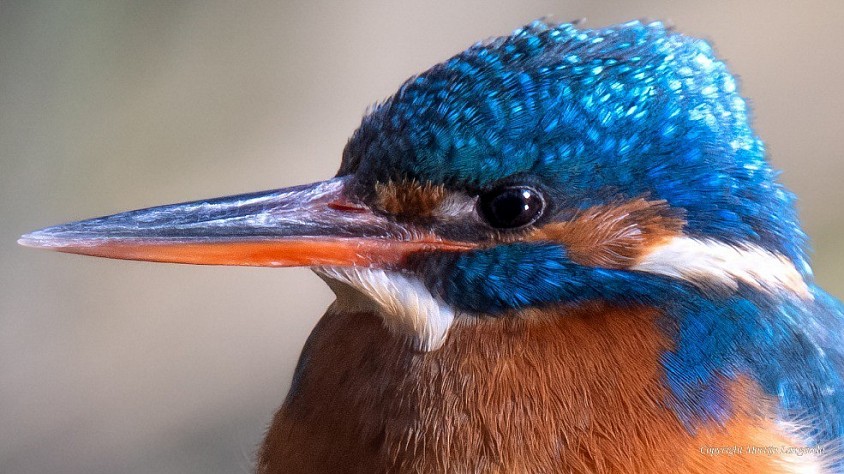 IJsvogel Vondelpark