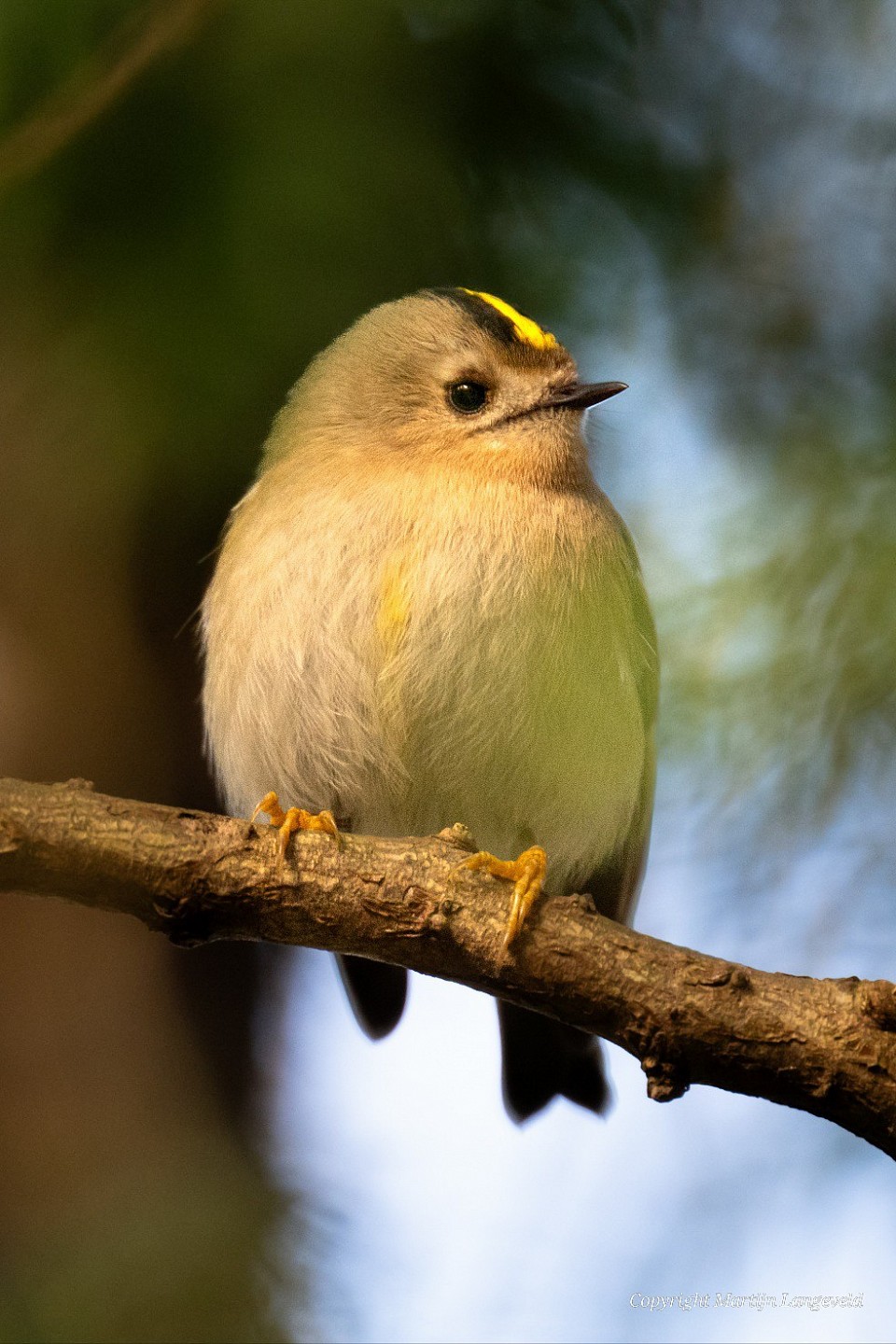 Goudhaan 4 februari 2026 Vliegenbos