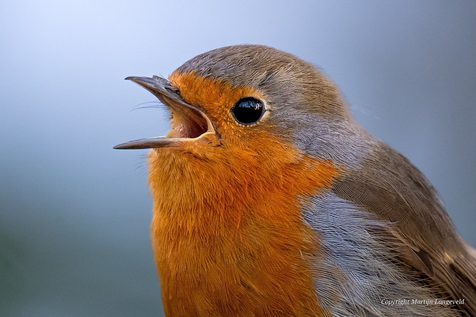 Roodborst 17 maart 2026 Oeverlanden Nieuwe Meer
