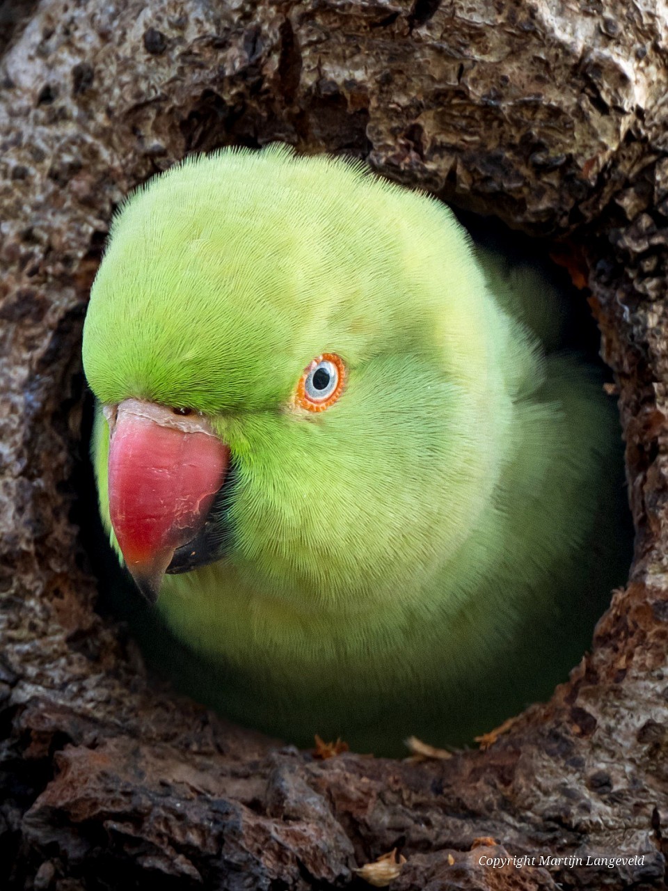 Halsbandparkiet 8 maart 2026 Frankendael