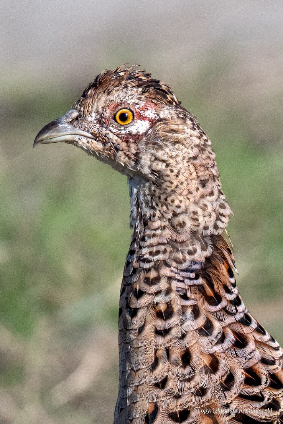 Fazant Tuinen van West