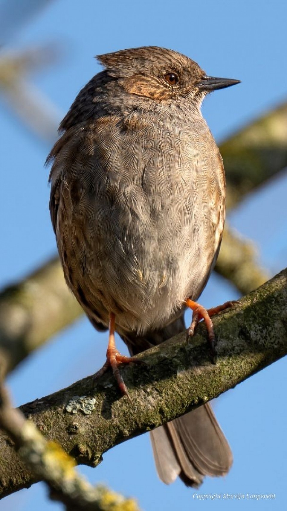 Heggenmus Amsterdamse Bos