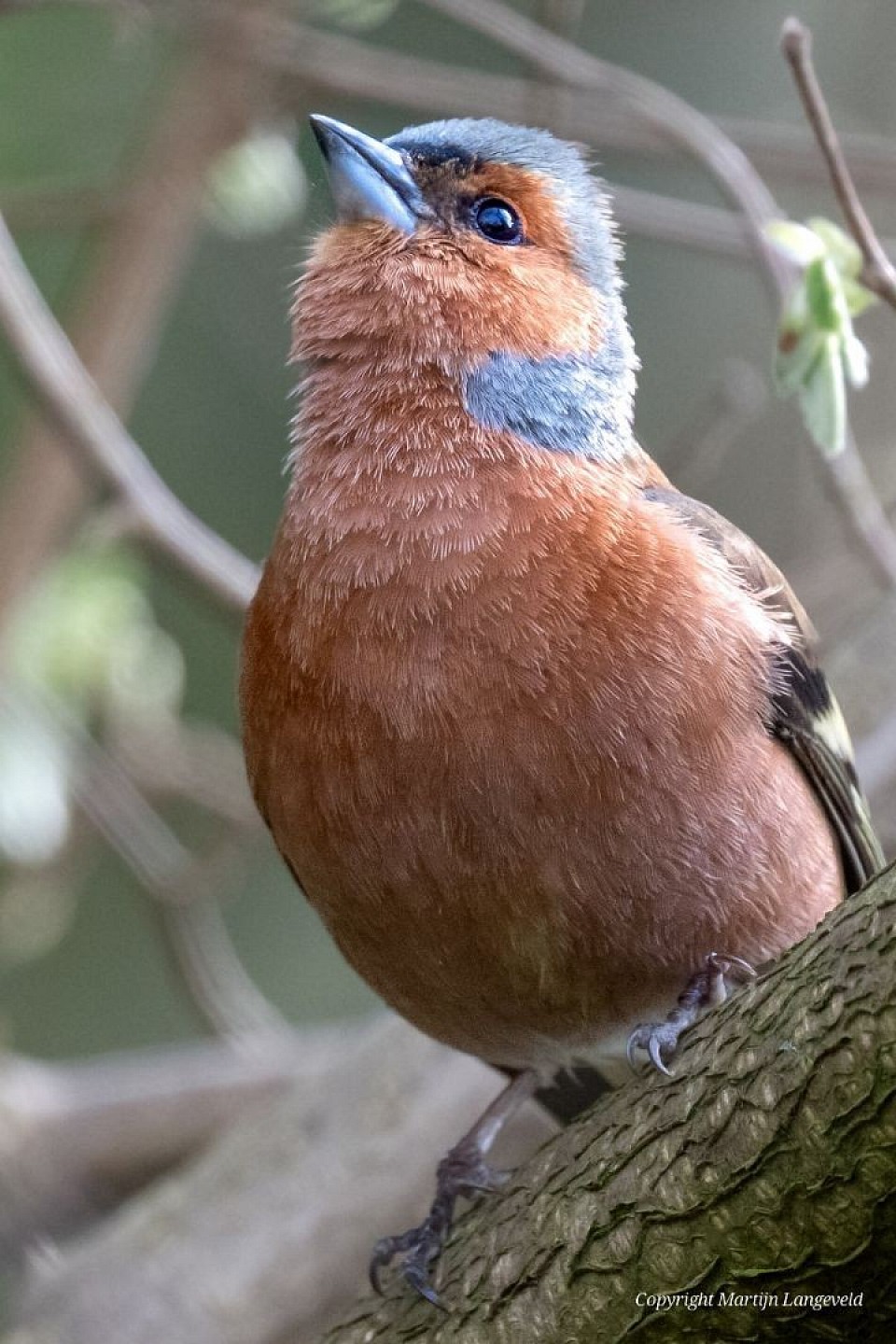 Vink Tuinen van West