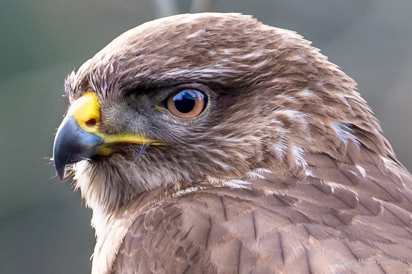 Buizerd 15 februari 2026 Frankendael