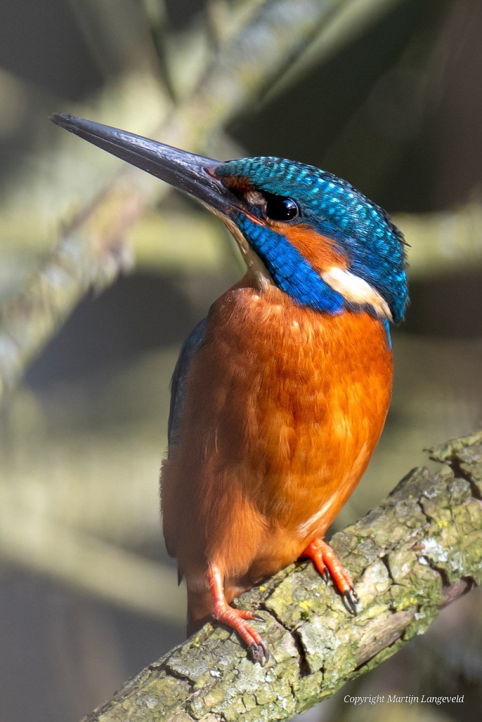 IJsvogel 23 maart 2026 Frankendael