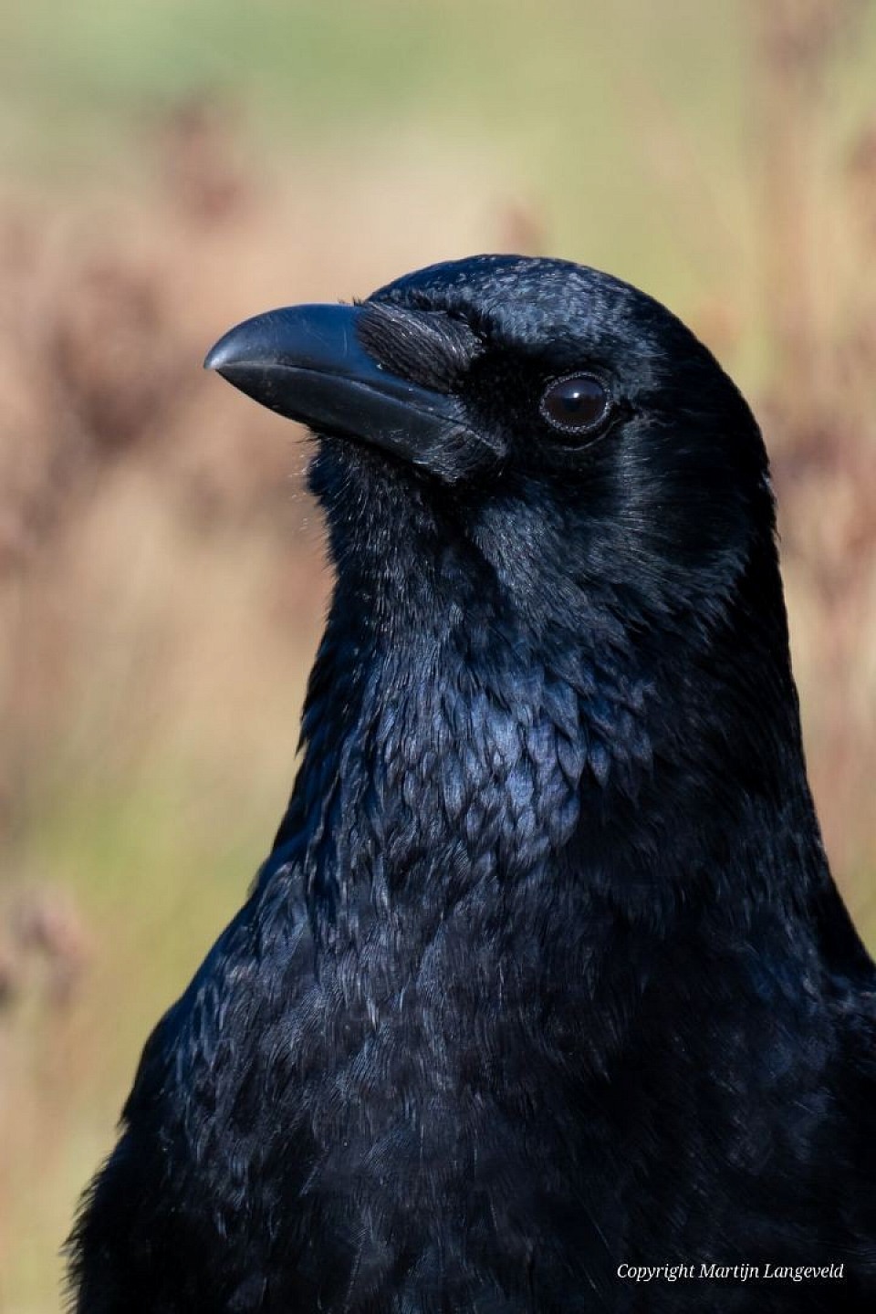 Zwarte kraai 20 januari 2026 Diemerpark