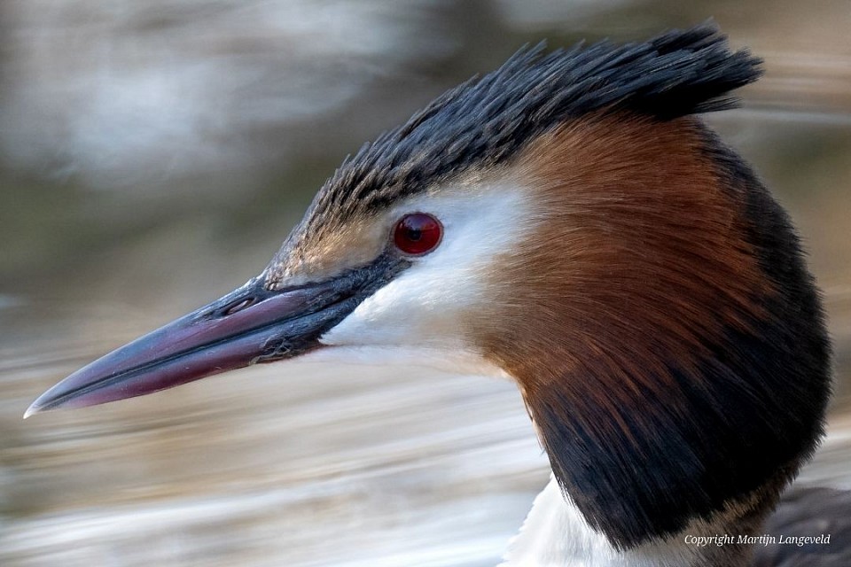 Fuut 21 maart 2026 Amsterdamse bos