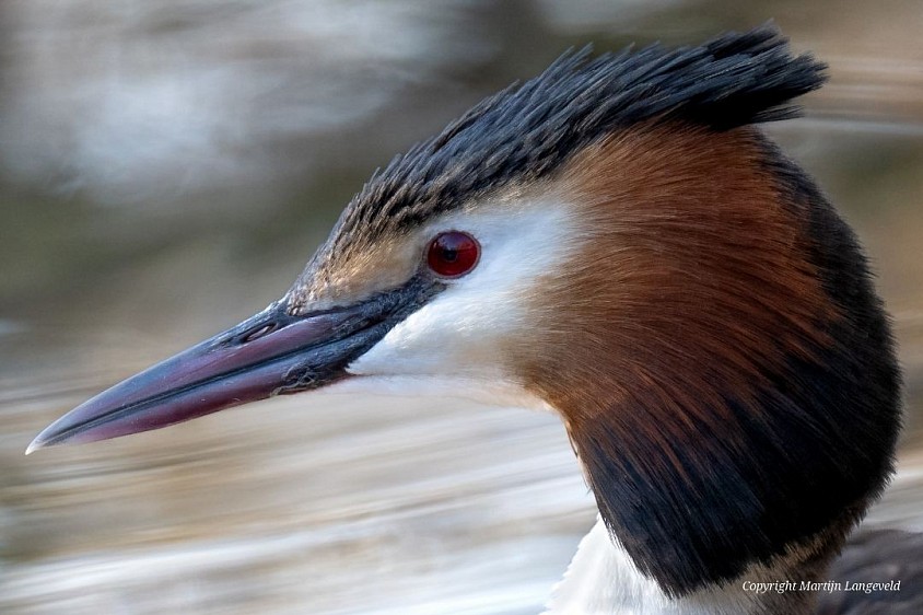 Fuut 21 maart 2026 Amsterdamse bos