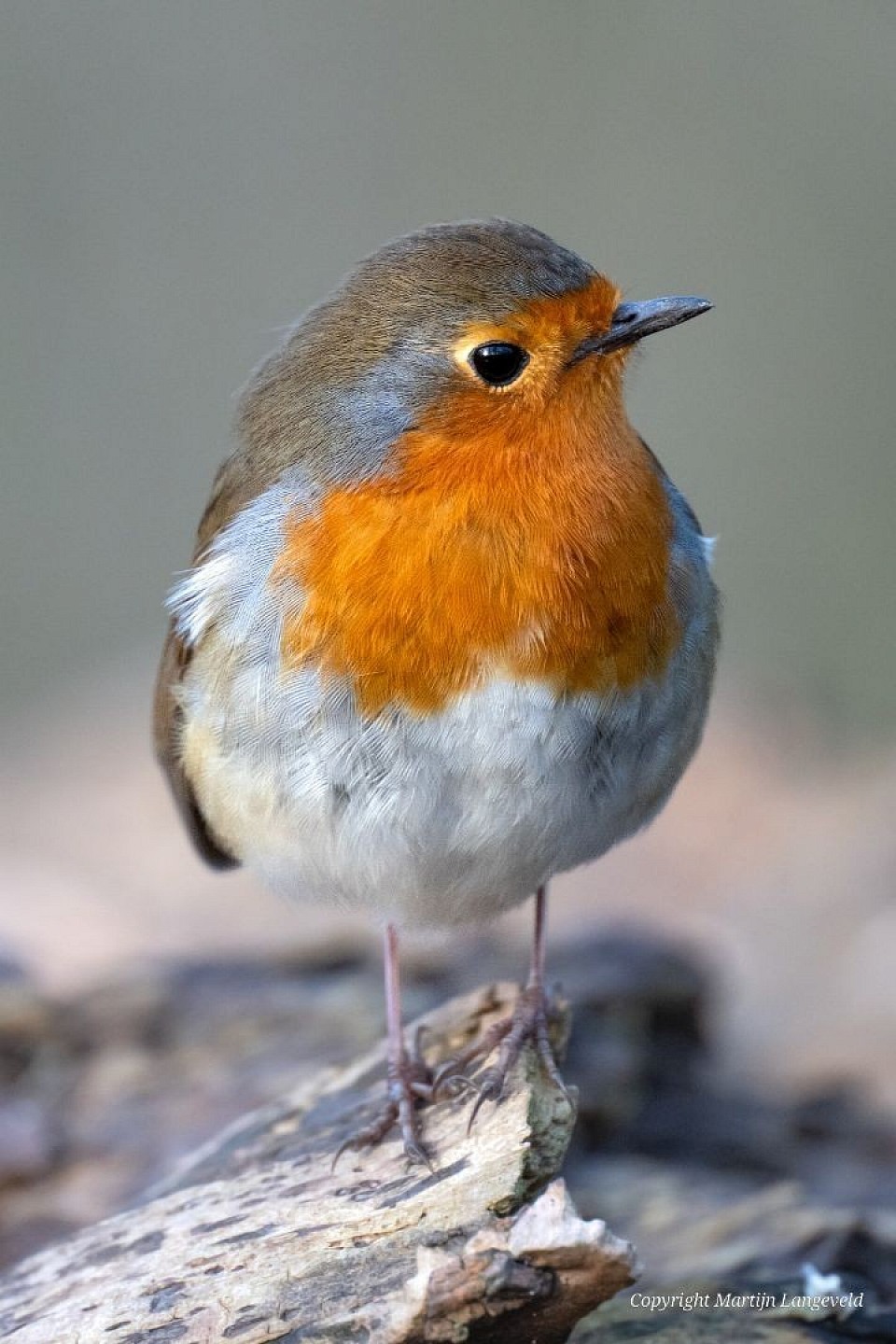 Roodborst Vliegenbos