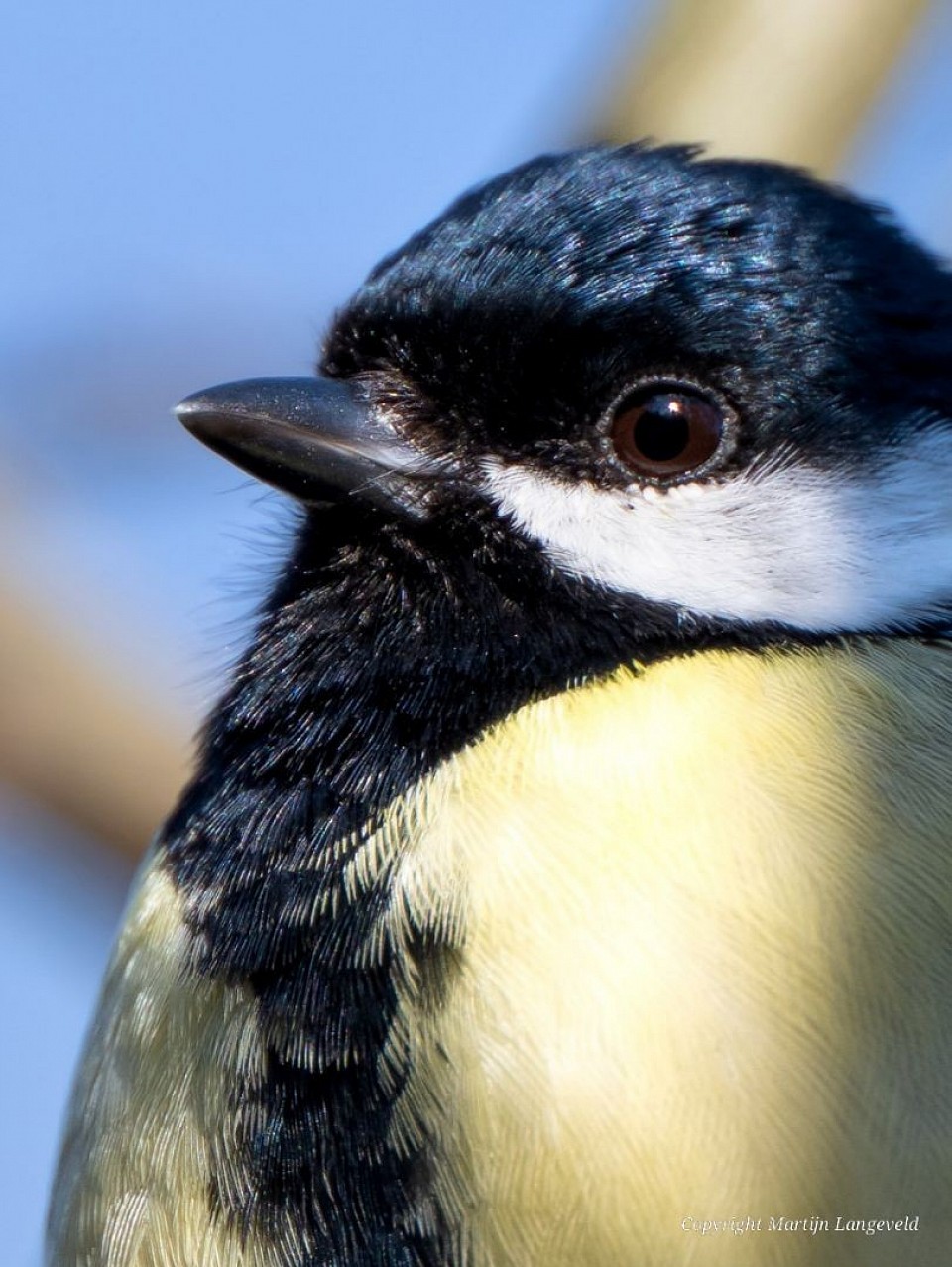 Koolmees 15 maart 2026 Tuinen van West