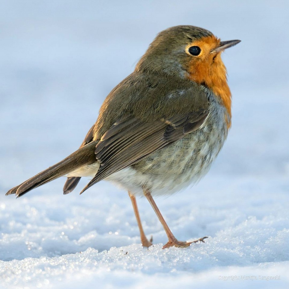 Roodborst Vliegenbos