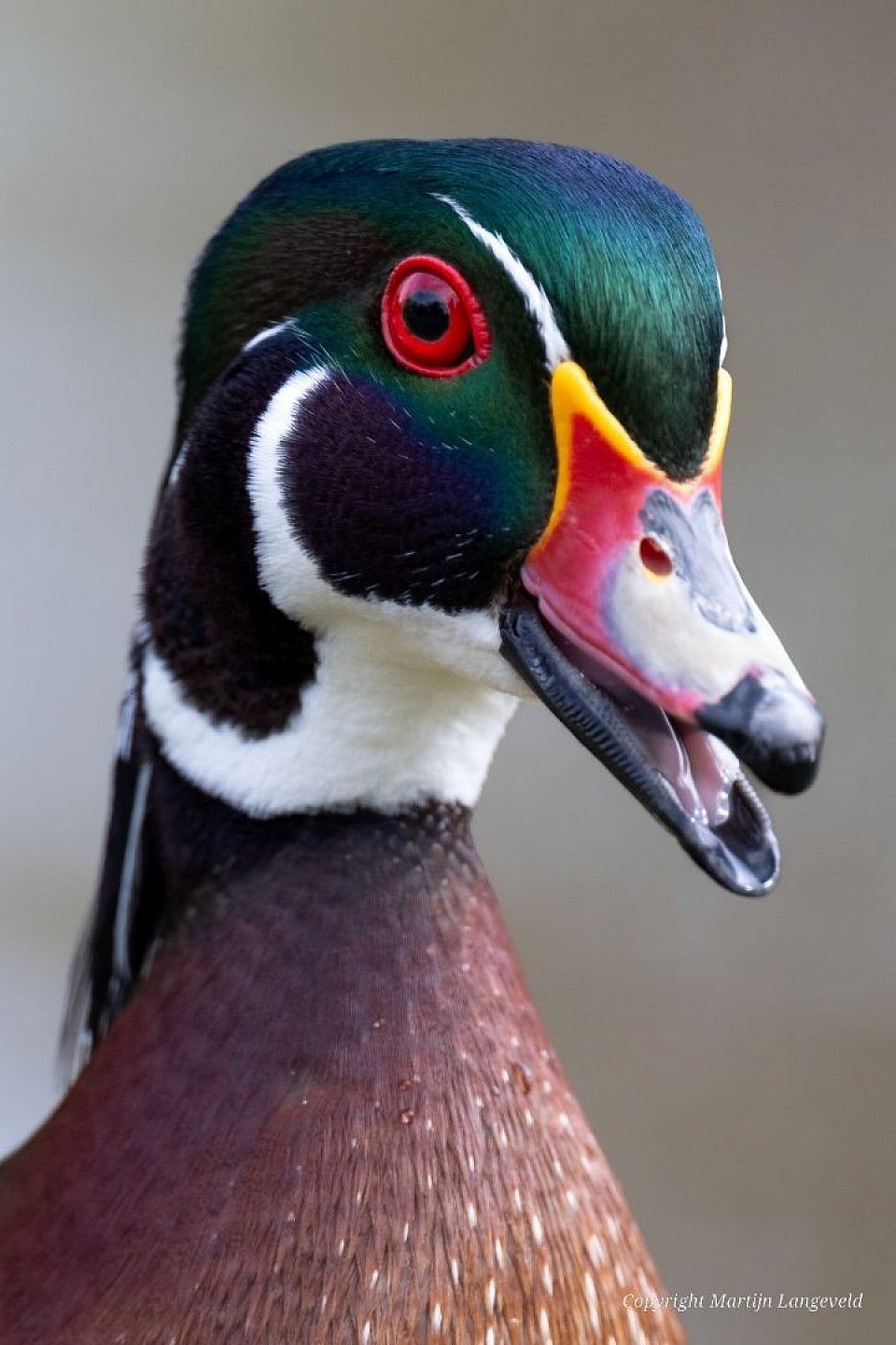 Caroline-eend 4 april 2026 Vondelpark