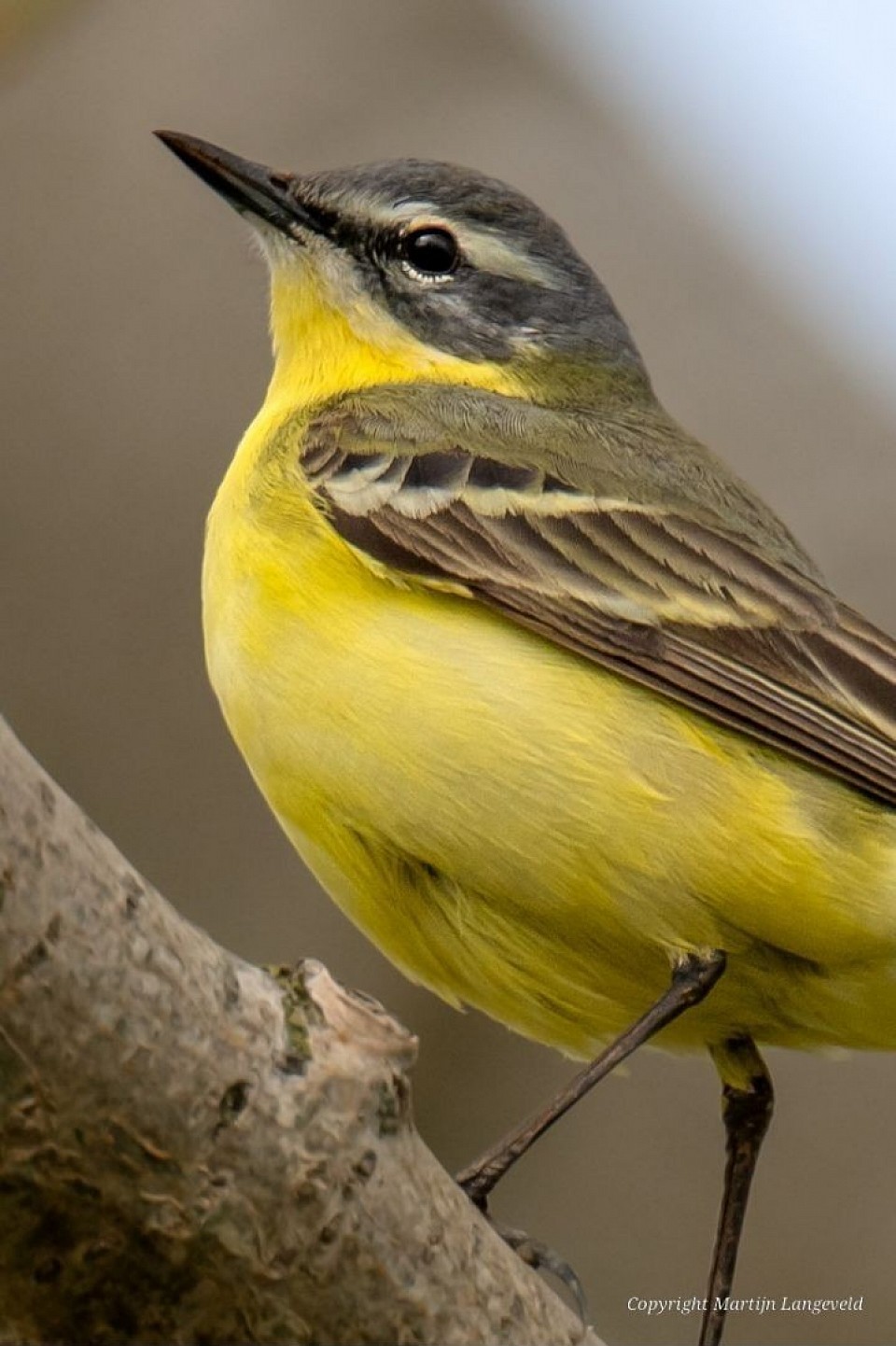 Gele kwikstaart 13 april 2026 Tuinen van West