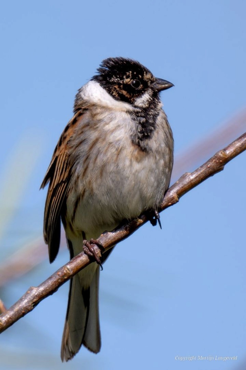 Rietgors 14 april 2026 Lutkemeerpolder