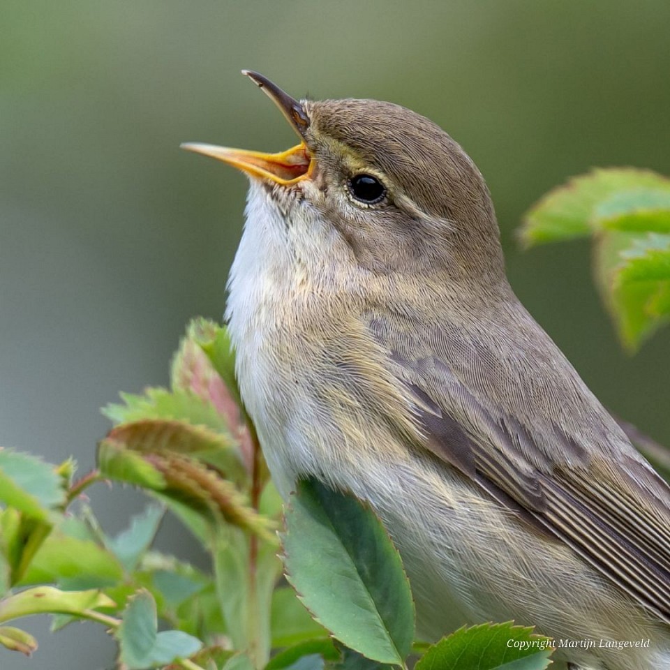 Fitis 13 april 2026 Lutkemeerpolder