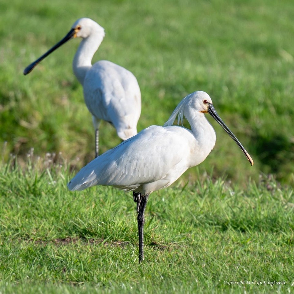 Lepelaars 14 april 2026 Tuinen van West