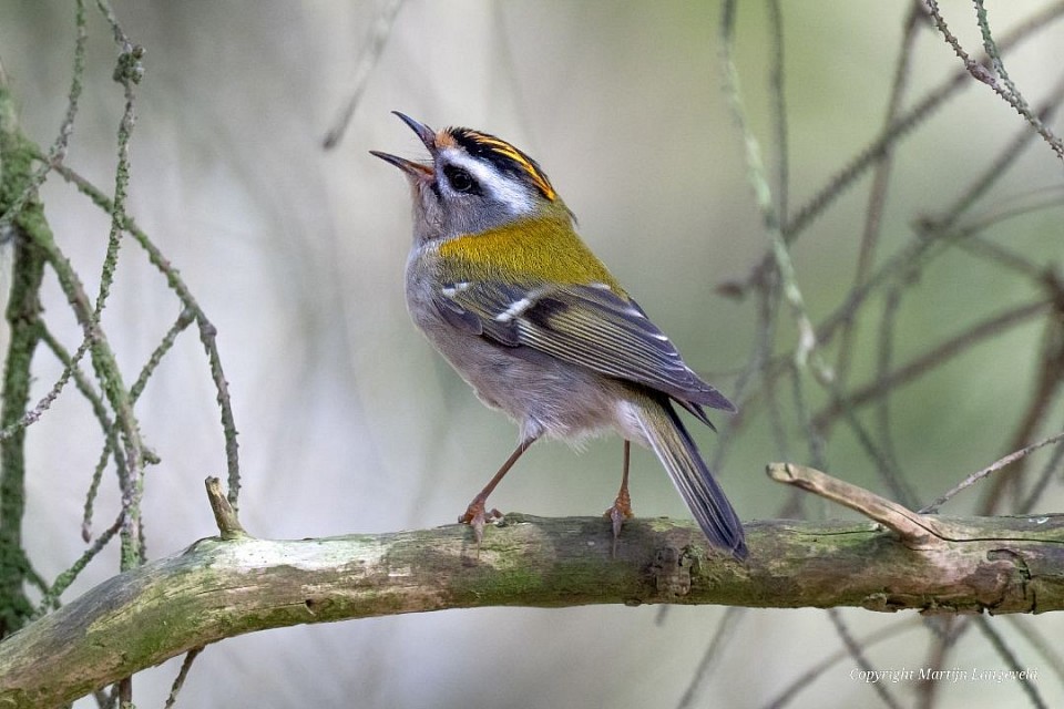 Vuurgoudhaan Haren(Gr)