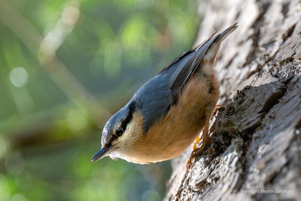 Boomklever Haren(Gr)