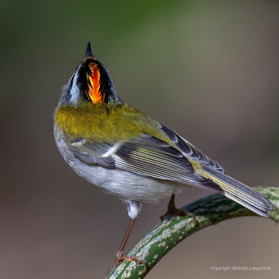 Vuurgoudhaan Haren(Gr)