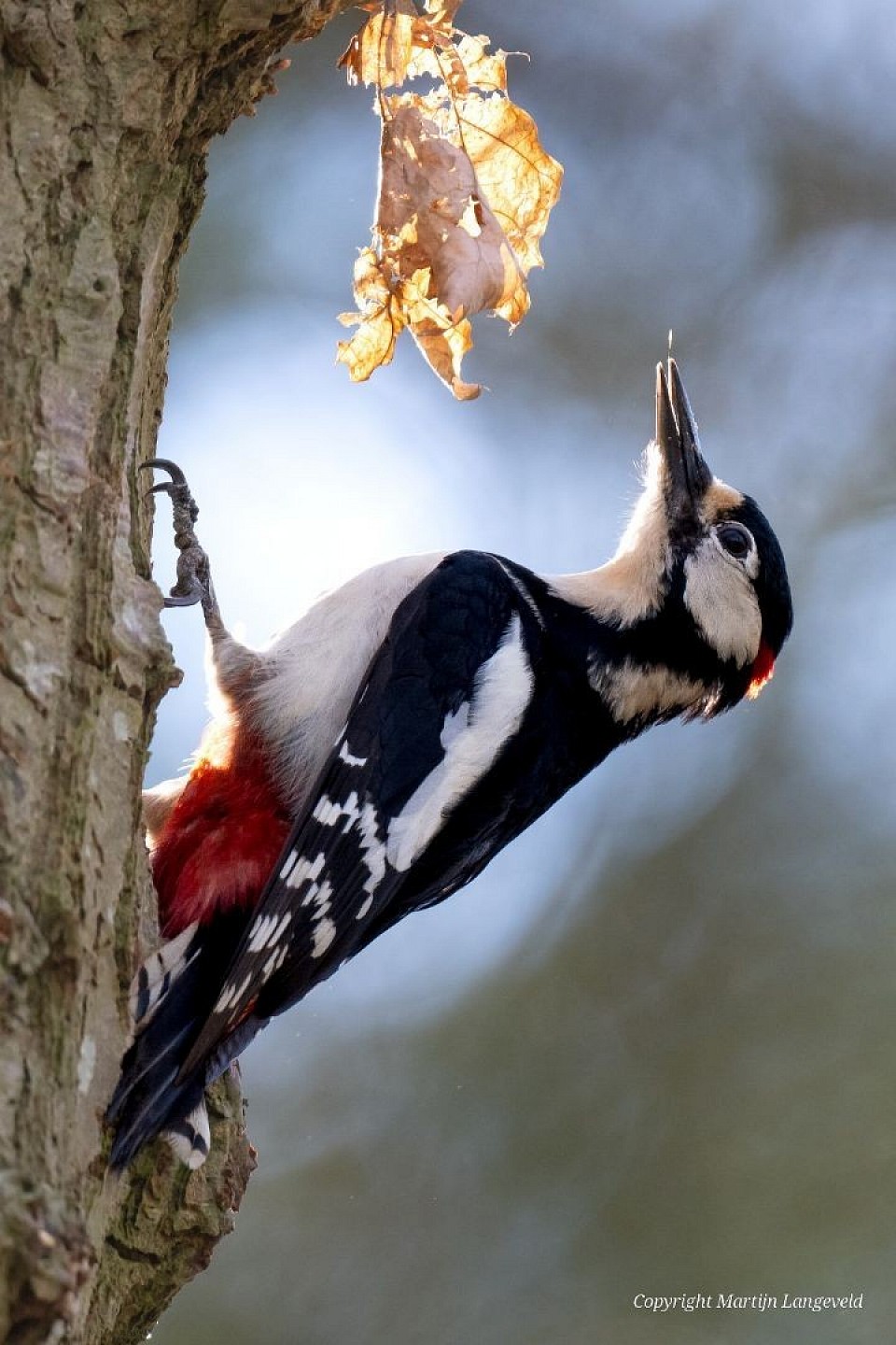 Grote bonte specht Haren(Gr)