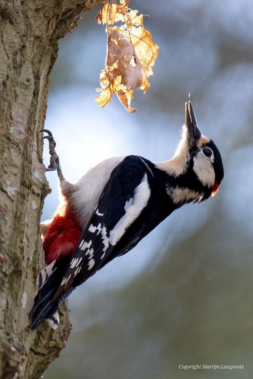Grote bonte specht Haren(Gr)