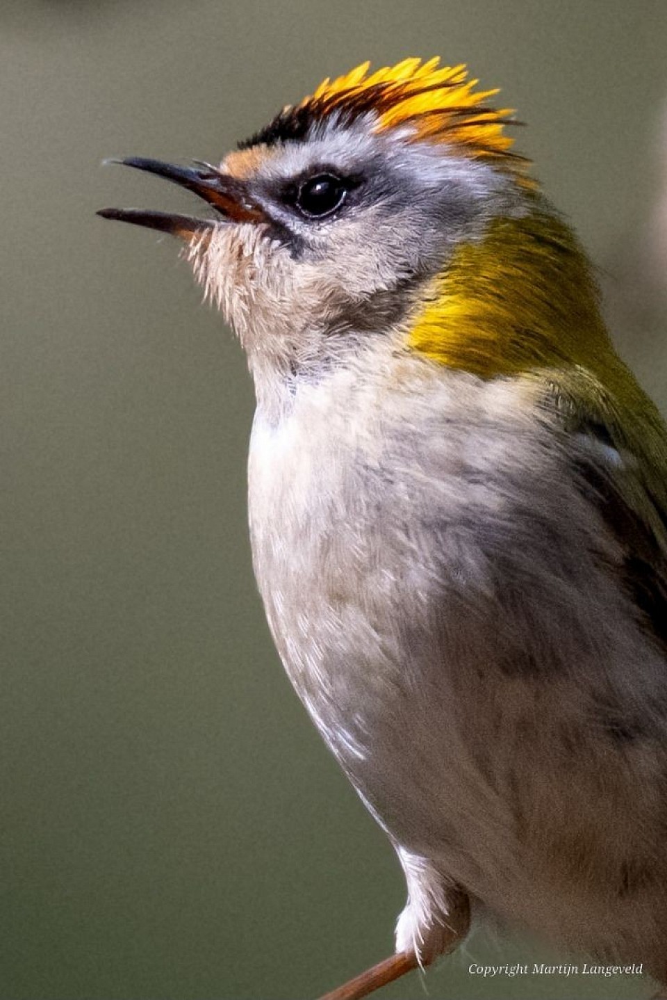 Vuurgoudhaan Haren(Gr)