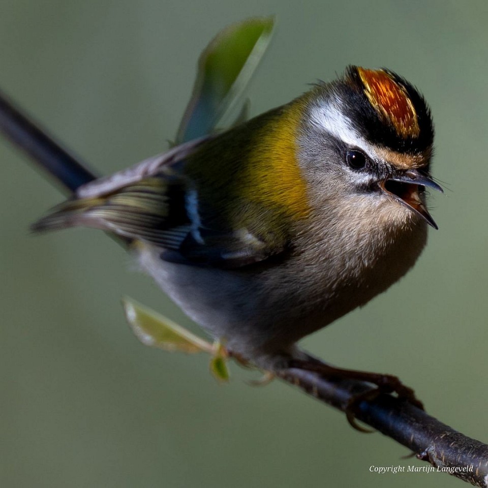 Vuurgoudhaan Haren(Gr)