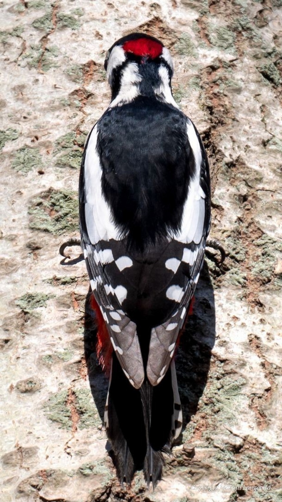 Grote bonte specht Haren(Gr)