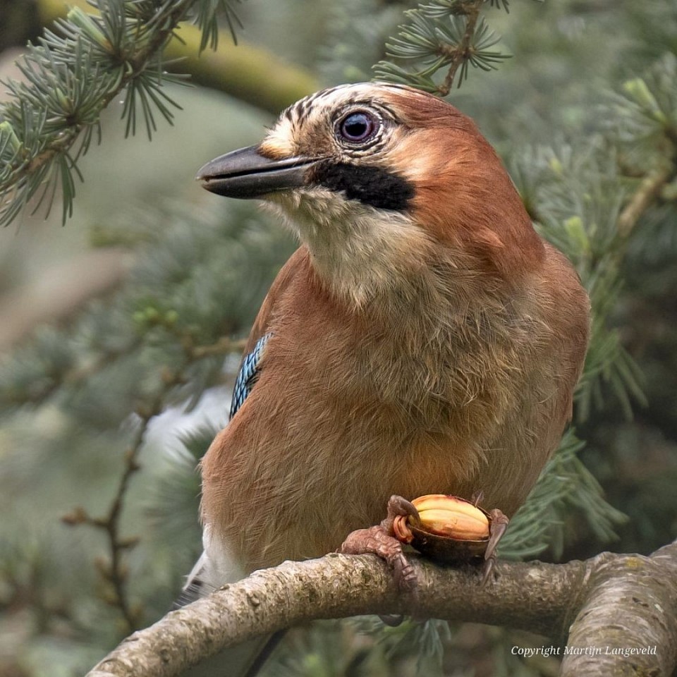 Gaai 25 april 2026 Tuinen van West