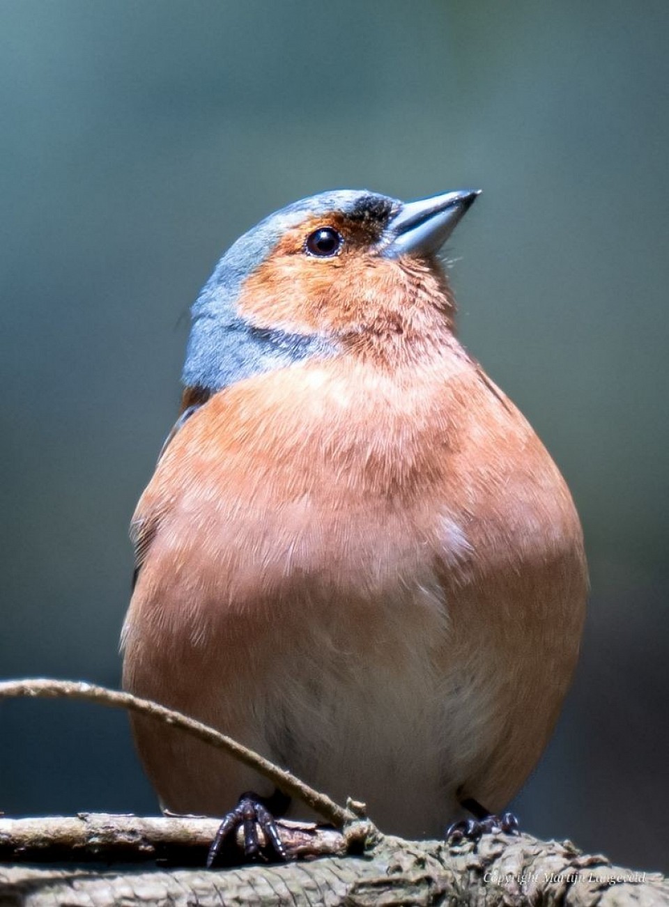 Vink Haren(Gr)