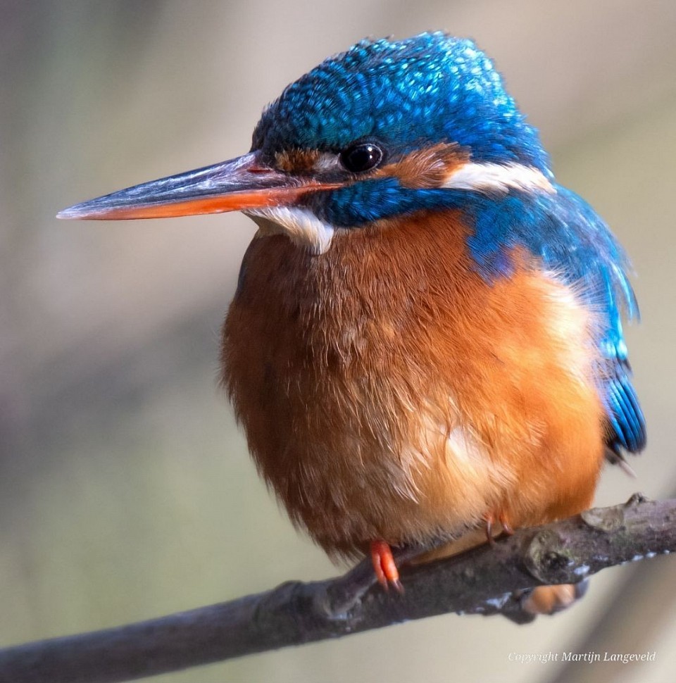 IJsvogel 16 maart 2026 Vondelpark