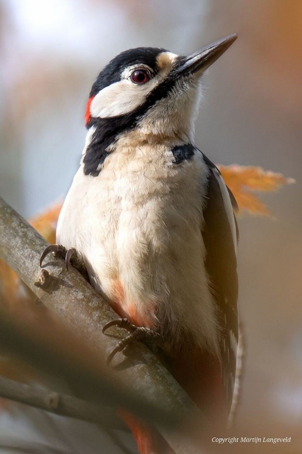Grote bonte specht Haren(Gr)