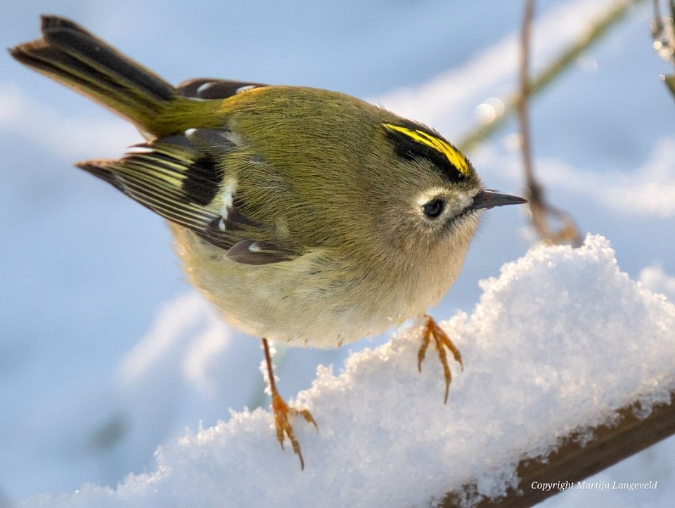 Een compact bos met een enorme variteit aan vogels