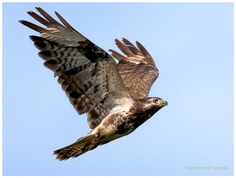 Buizerd 60 x 90 cm