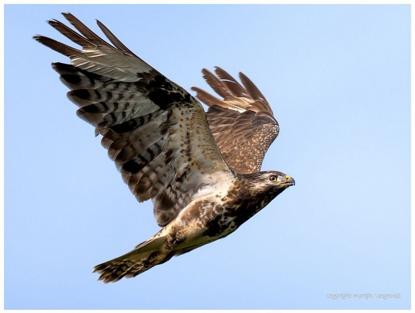 Buizerd 60 x 90 cm