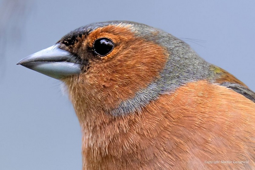 Vink 4 mei 2026 Amsterdam Noord