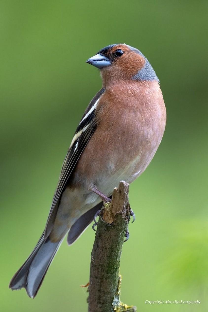 Vink 4 mei 2026 Amsterdam Noord