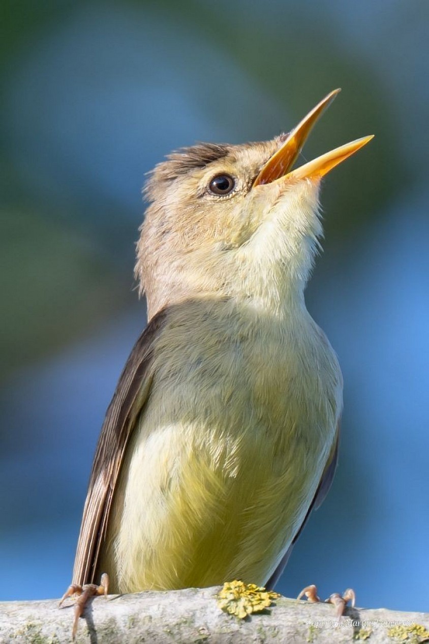 Orpheusspotvogel - Panreux