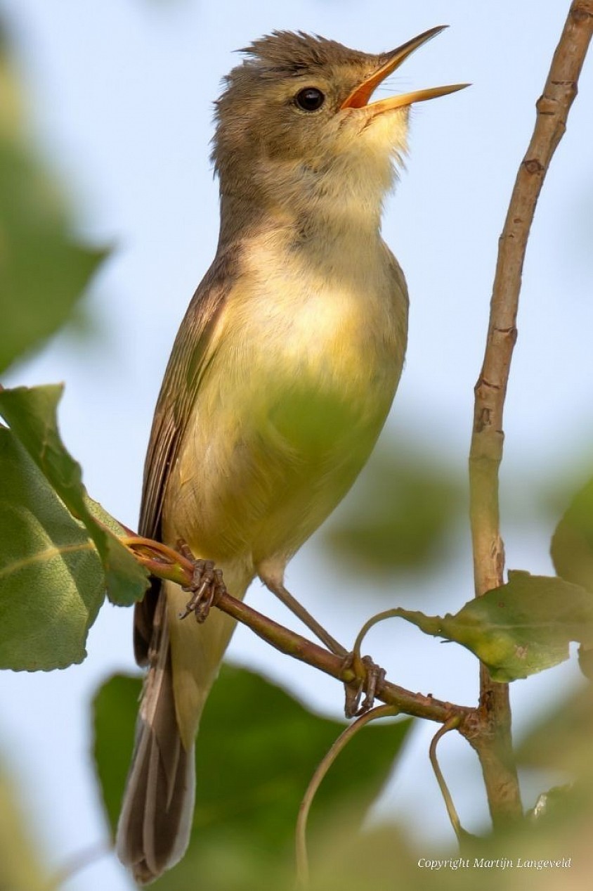 Orpheusspotvogel - Panreux