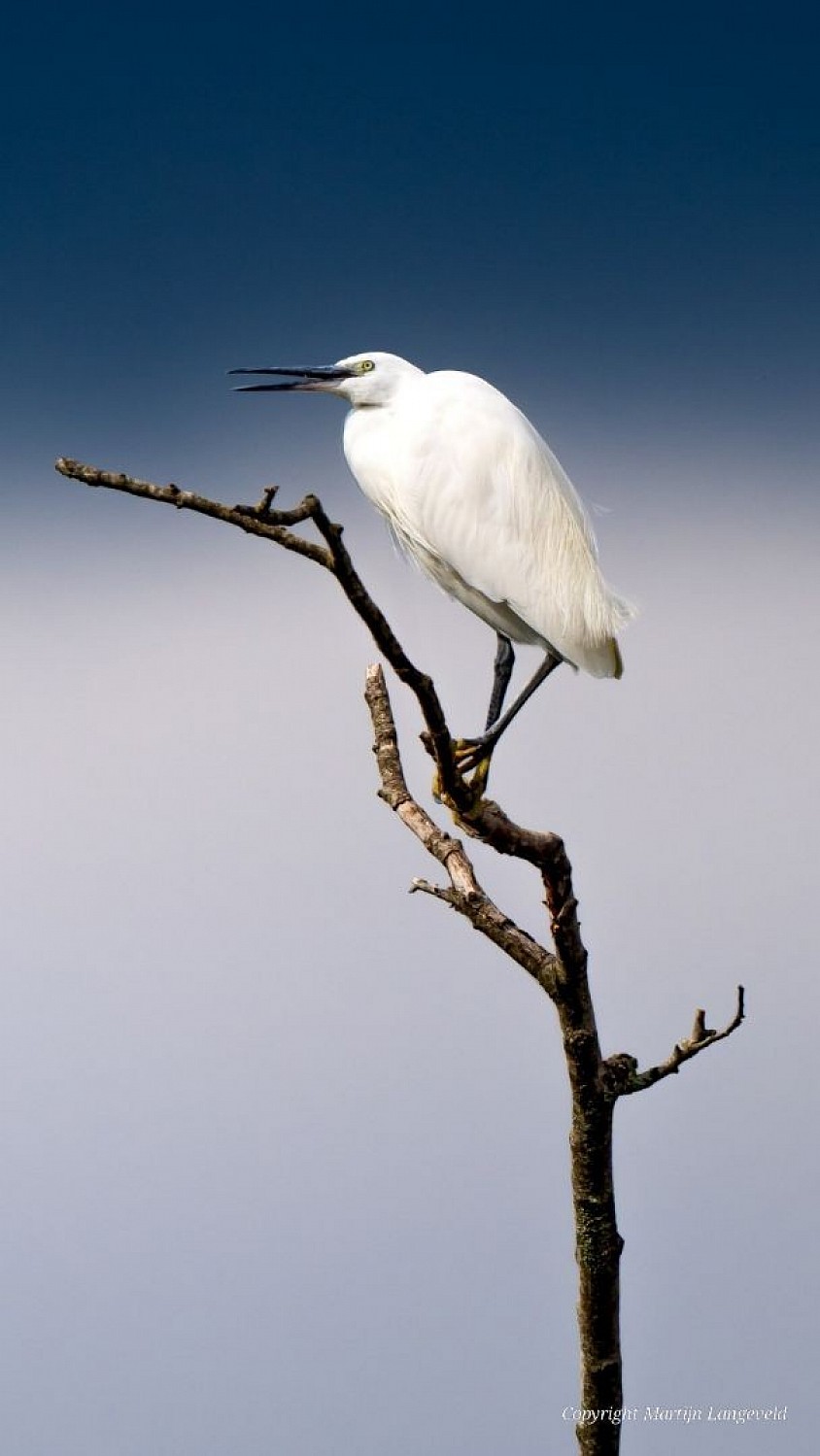 Kleine zilverreiger - Montreuil-Bellay