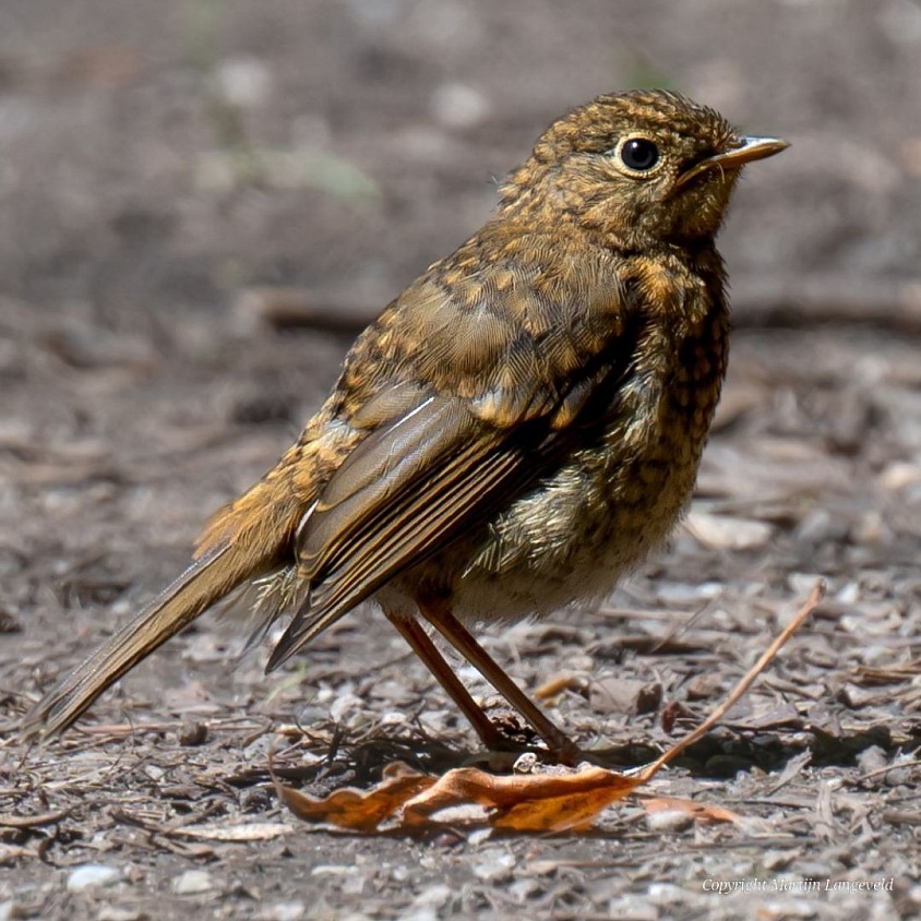Roodborst (juveniel) 21 juni 2026 Tuinen van West