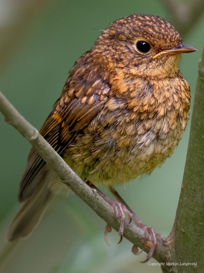 Roodborst juveniel 18 juli 2026 Tuinen van West